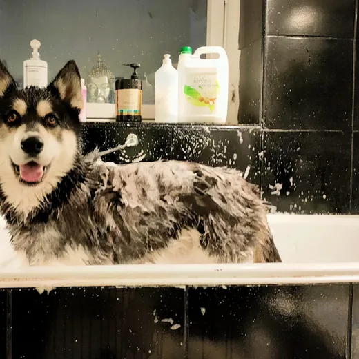 Husky wird auf dem Pflegetisch von der Unterwolle befreit