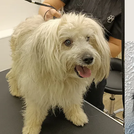 Hund mit seidigem Langhaar auf dem Pflegetisch